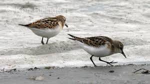 Attēlu rezultāti vaicājumam “Calidris minuta”