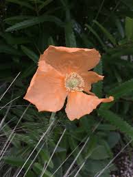 Attēlu rezultāti vaicājumam “Papaver”