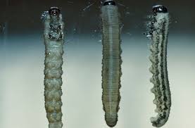 Attēlu rezultāti vaicājumam “Neodiprion sertifer larva”