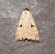 Attēlu rezultāti vaicājumam “Lygephila pastinum”