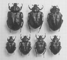 Attēlu rezultāti vaicājumam “Osmoderma barnabita imago”