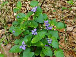Attēlu rezultāti vaicājumam “Viola reichenbachiana leaf”
