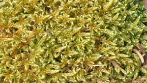 Attēlu rezultāti vaicājumam “Hypnum cupressiforme sporophyte”