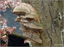 Attēlu rezultāti vaicājumam “Phellinus pomaceus”