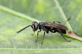 Attēlu rezultāti vaicājumam “Crabronidae”