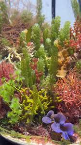 Attēlu rezultāti vaicājumam “Lycogala botrydium macro”