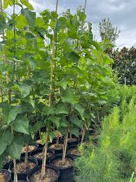 Attēlu rezultāti vaicājumam “Catalpa”