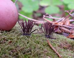 Attēlu rezultāti vaicājumam “Stemonitis fusca var. nigrescens macro”