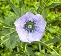Attēlu rezultāti vaicājumam “Linum usitatissimum leaf”