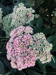 Attēlu rezultāti vaicājumam “Hylotelephium telephium flower”