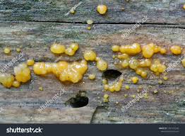 Attēlu rezultāti vaicājumam “Dacrymyces stillatus”