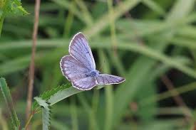 Attēlu rezultāti vaicājumam “Maculinea teleius underside”