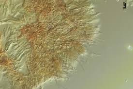 Attēlu rezultāti vaicājumam “Hyaloscypha hyalina”