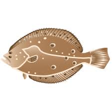 Image result for Paralichthys dentatus