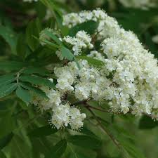 Attēlu rezultāti vaicājumam “Sorbus aucuparia flower”