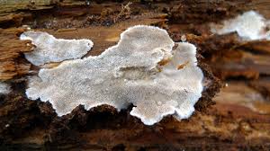 Attēlu rezultāti vaicājumam “Cinereomyces lindbladii”