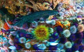 Image result for Poroderma pantherinum