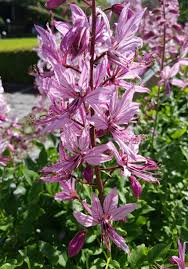 Image result for Diptam