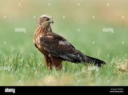 Attēlu rezultāti vaicājumam “Circus aeruginosus”