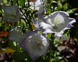 Attēlu rezultāti vaicājumam “Campanula persicifolia flower”