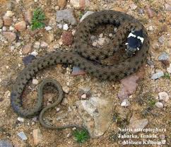 Attēlu rezultāti vaicājumam “Natrix natrix”