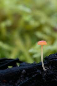 Attēlu rezultāti vaicājumam “Mycena acicula”
