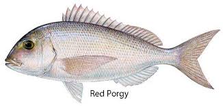 Image result for Pagrus pagrus