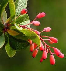 Attēlu rezultāti vaicājumam “Berberis vulgaris”