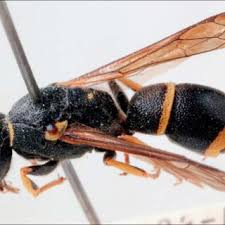 Attēlu rezultāti vaicājumam “Vespula rufa”