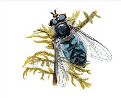 Attēlu rezultāti vaicājumam “Didea alneti”