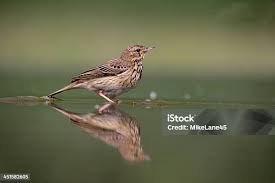 Image result for Anthus trivialis