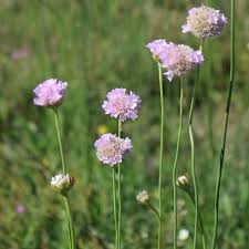 Image result for Grasnelke