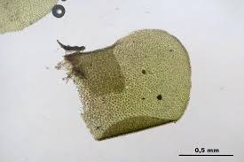 Attēlu rezultāti vaicājumam “Radula complanata”