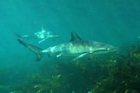 Image result for Carcharhinus obscurus