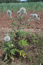 Attēlu rezultāti vaicājumam “Echinops sphaerocephalus”