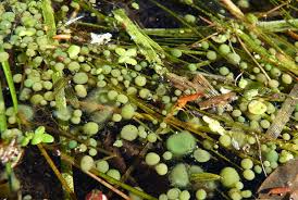 Attēlu rezultāti vaicājumam “Nostoc pruniforme”