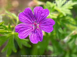 Attēlu rezultāti vaicājumam “Geranium sanguineum flower”