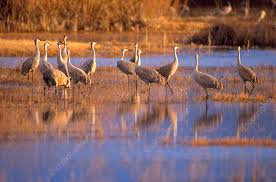 Image result for Grus canadensis