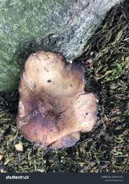 Attēlu rezultāti vaicājumam “Collybia acervata”