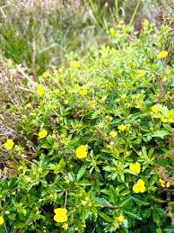Image result for Potentilla erecta