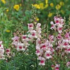 Image result for Antirrhinum majus maximum