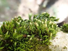 Attēlu rezultāti vaicājumam “Orthotrichum patens sporophyte”