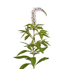 Attēlu rezultāti vaicājumam “Lysimachia”