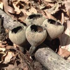 Attēlu rezultāti vaicājumam “Craterium sp.”