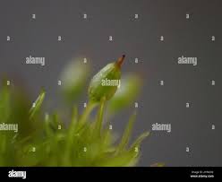 Attēlu rezultāti vaicājumam “Orthotrichum pumilum sporophyte”