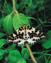 Attēlu rezultāti vaicājumam “Abraxas grossulariata larva”