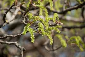 Attēlu rezultāti vaicājumam “Populus x canescens leaf”