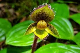 Attēlu rezultāti vaicājumam “Cypripedium calceolus leaf”