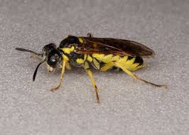 Attēlu rezultāti vaicājumam “Tenthredo campestris female”