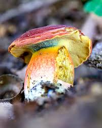 Attēlu rezultāti vaicājumam “Xerocomus rubellus”